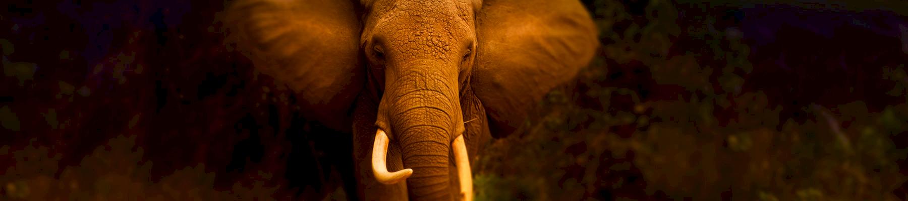 © naturepl.com Jeff Vanuga WWF