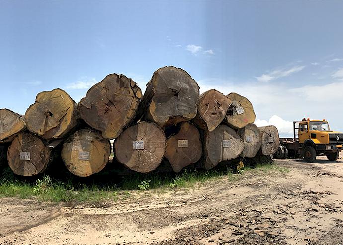 Chinese company storage in Gabon. Photo: Zhang Ke / TRAFFIC